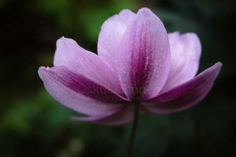 Aesthetic Closeup Flowers VI