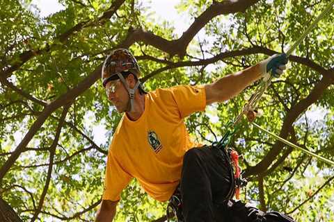 What do climbing arborist do?