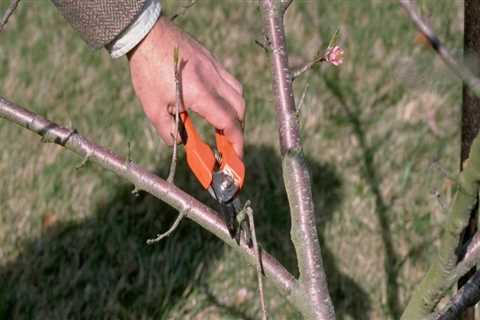 What tool is used to cut tree branches?