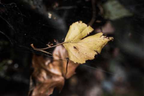 Golden Leaf II (Miracle)