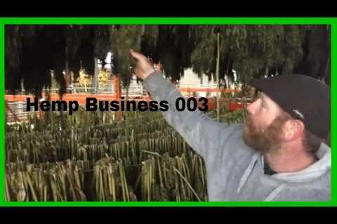 Drying Hemp and Making CBD Oil