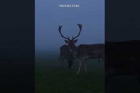 Have you Visited the Phoenix Park and Seen the Wild Deer?