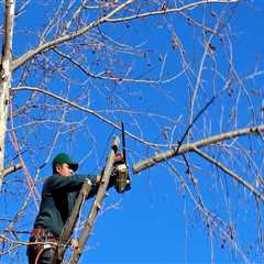 Tree Service Regulations: What You Need to Know