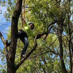 Do Tree Services Need to Be Licensed in Idaho?