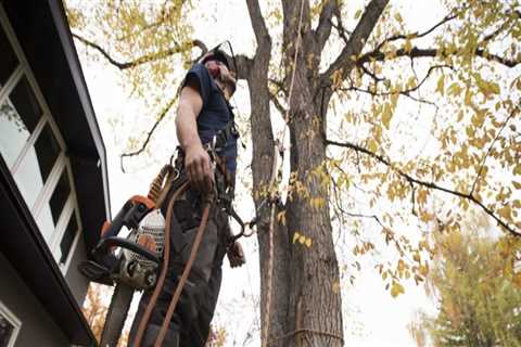 Tree Service Equipment: What Safety Features Should You Look For?