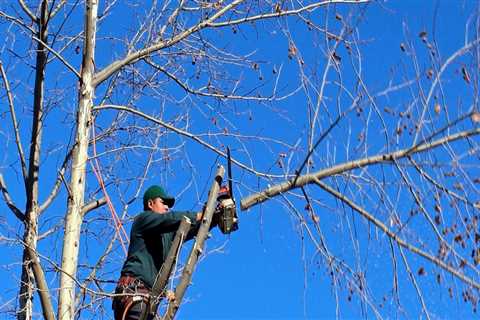 Tree Service Regulations: What You Need to Know