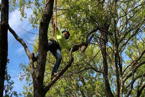 Do Tree Services Need to Be Licensed in Idaho?