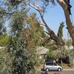 How To Choose The Right Tree Service Equipment For Your Tree Removal Needs In Phoenix, AZ