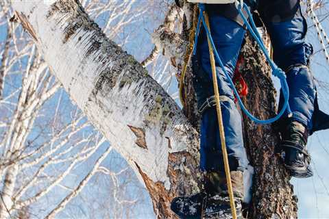 How many isa certified arborist are there in the world?