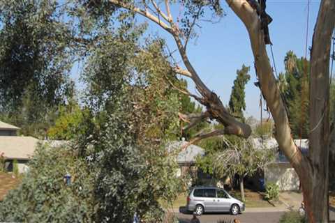 How To Choose The Right Tree Service Equipment For Your Tree Removal Needs In Phoenix, AZ