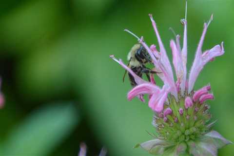 The Most Popular Flowers in Cape Coral, Florida