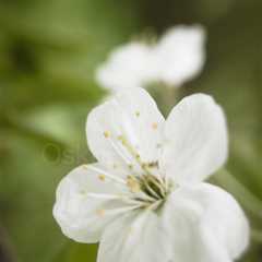 Cherry Blossoms In Pispala Garden I