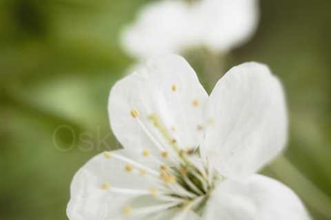 Cherry Blossoms In Pispala Garden I