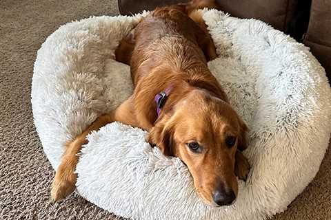 8 Best Dog Beds to Buy on Amazon Right Now