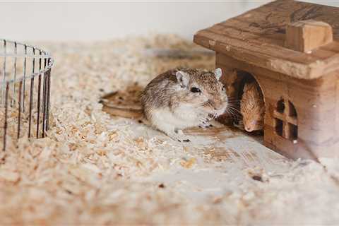 Vet Confessions: Biting Hamsters, Bleeding Paws, and Why Your Rabbit Can't Have a Banana Party