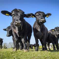 British Supermarkets Tell US Beef to Sod Off as Starmer-Trump Deal Hits a Wall
