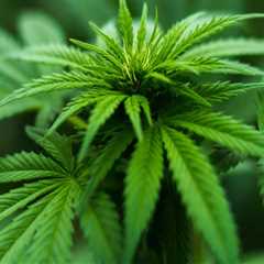 Navigating Dispensary Laws and Regulations in Maricopa County, Arizona