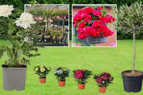 Broke gardener's guide: Snagging cheap plants for summer without emptying your wallet