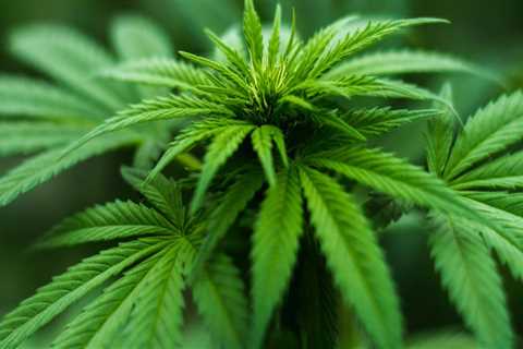 The Impact of Dispensary Location Restrictions in Maricopa County, Arizona