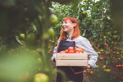 My Epic Journey from Supermarket Tomatoes to Homegrown Gold