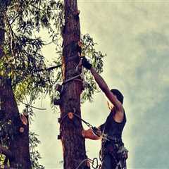 Professional Tree Pruning in Maysville, WV