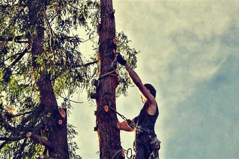 Professional Tree Pruning in Maysville, WV